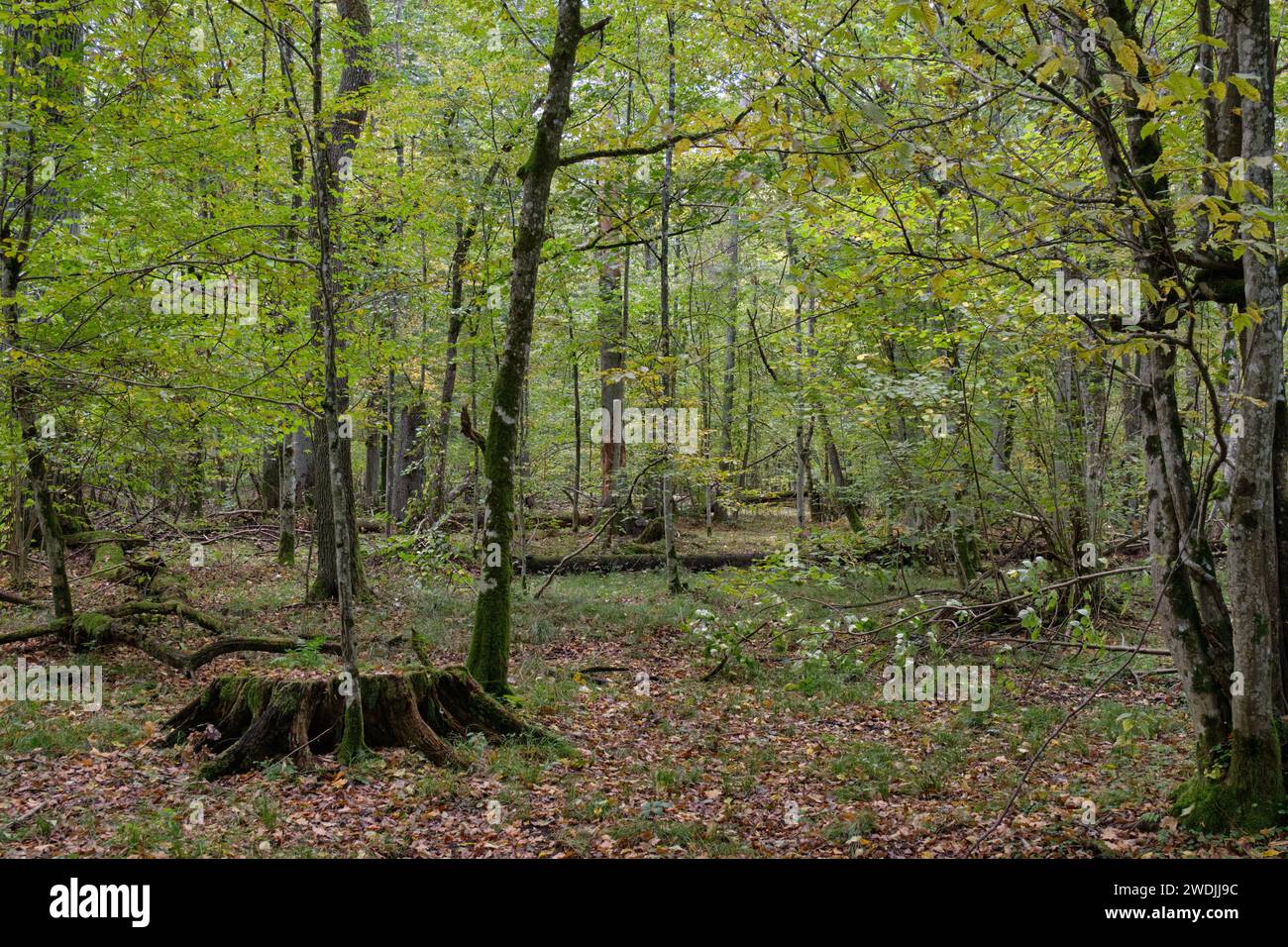 Stand décidus automnal le matin avec vieux tronc d'arbre restant autour, forêt de Bialowieza, Pologne, Europe Banque D'Images