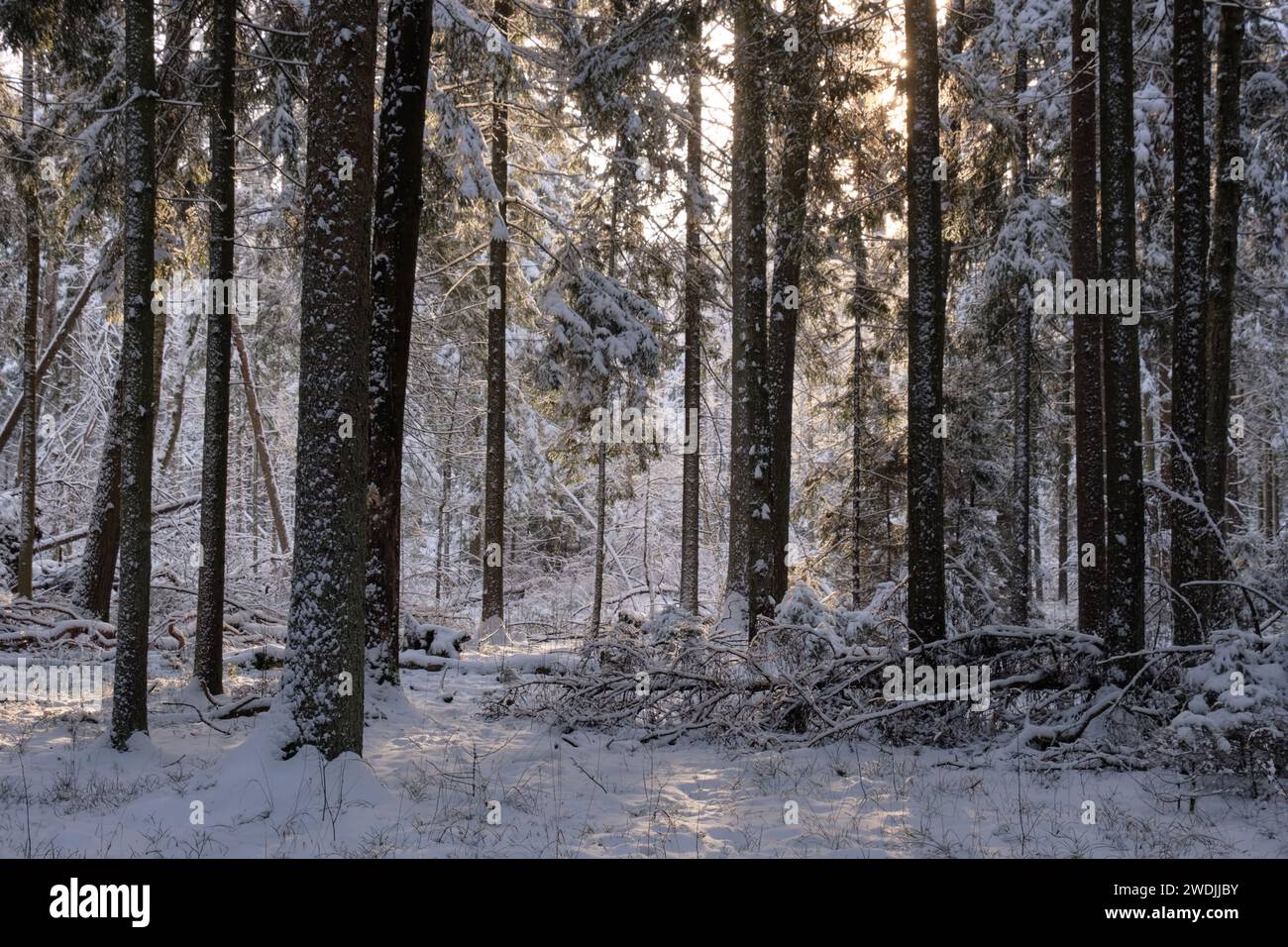 Paysage hivernal de conifères enneigés avec vieux pin au premier plan, forêt de Bialowieza, Pologne, Europe Banque D'Images