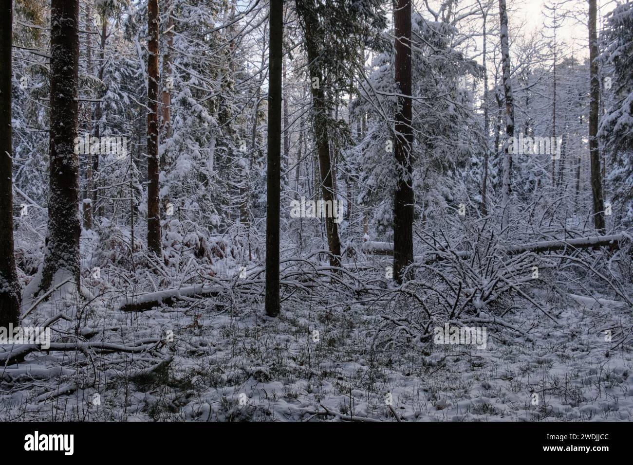 Paysage hivernal de conifères enneigés avec des pins en premier plan, forêt de Bialowieza, Pologne, Europe Banque D'Images
