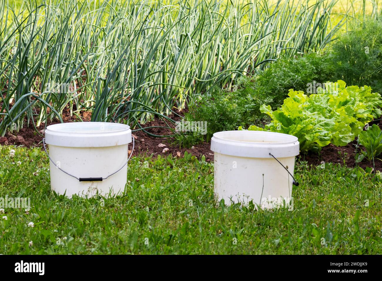 Laitue fraîche poussant dans le jardin de campagne avec des seaux blancs à l'avant Banque D'Images