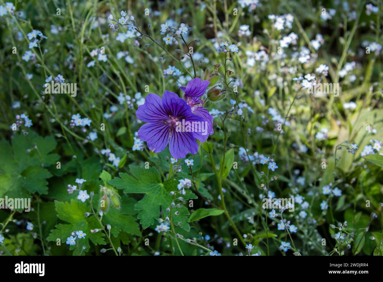 Gros plan sur Purple Geranium ou Cranesbill et Forget-me-Not Myosotis Flowers Banque D'Images