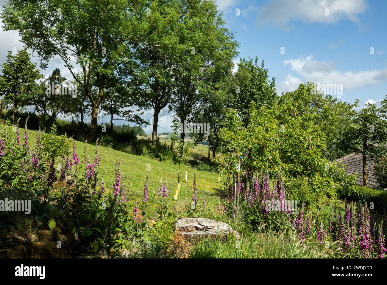 Foxgants Digitalis purpurea poussant dans un jardin sauvage avec des pommiers et souche d'arbre, dans un jardin en pente abrupte Garrigill, Pennines du Nord, Cumbria Banque D'Images