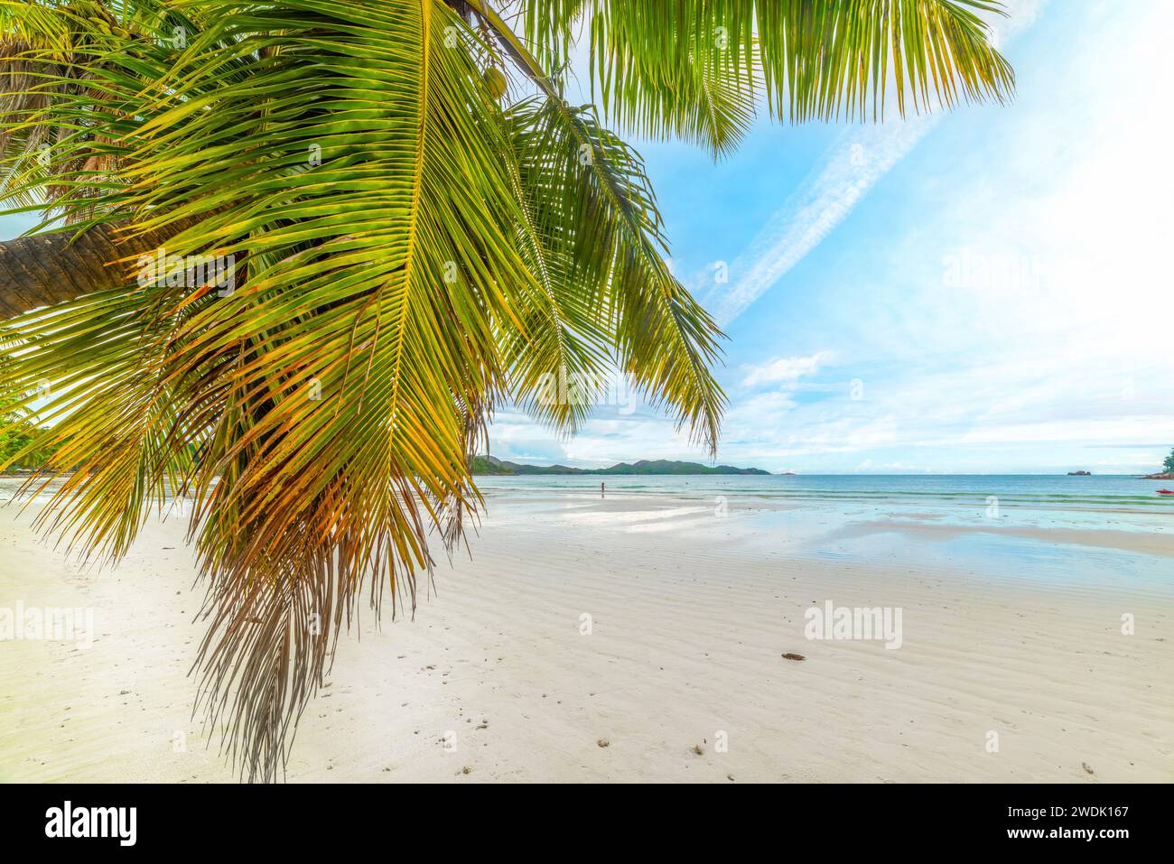 Palmier et sable blanc sur la plage de Côte d'Or. Île de Praslin, Seychelles Banque D'Images