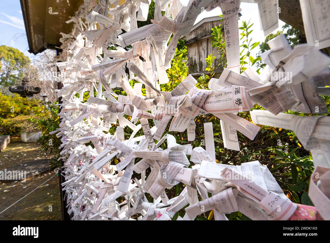 Tokyo, Japon. Janvier 2024. Les feuilles Omikuji qui prédisent son avenir nouées à l'extérieur du temple bouddhiste Kiyomizu Kannon-do dans le centre-ville Banque D'Images