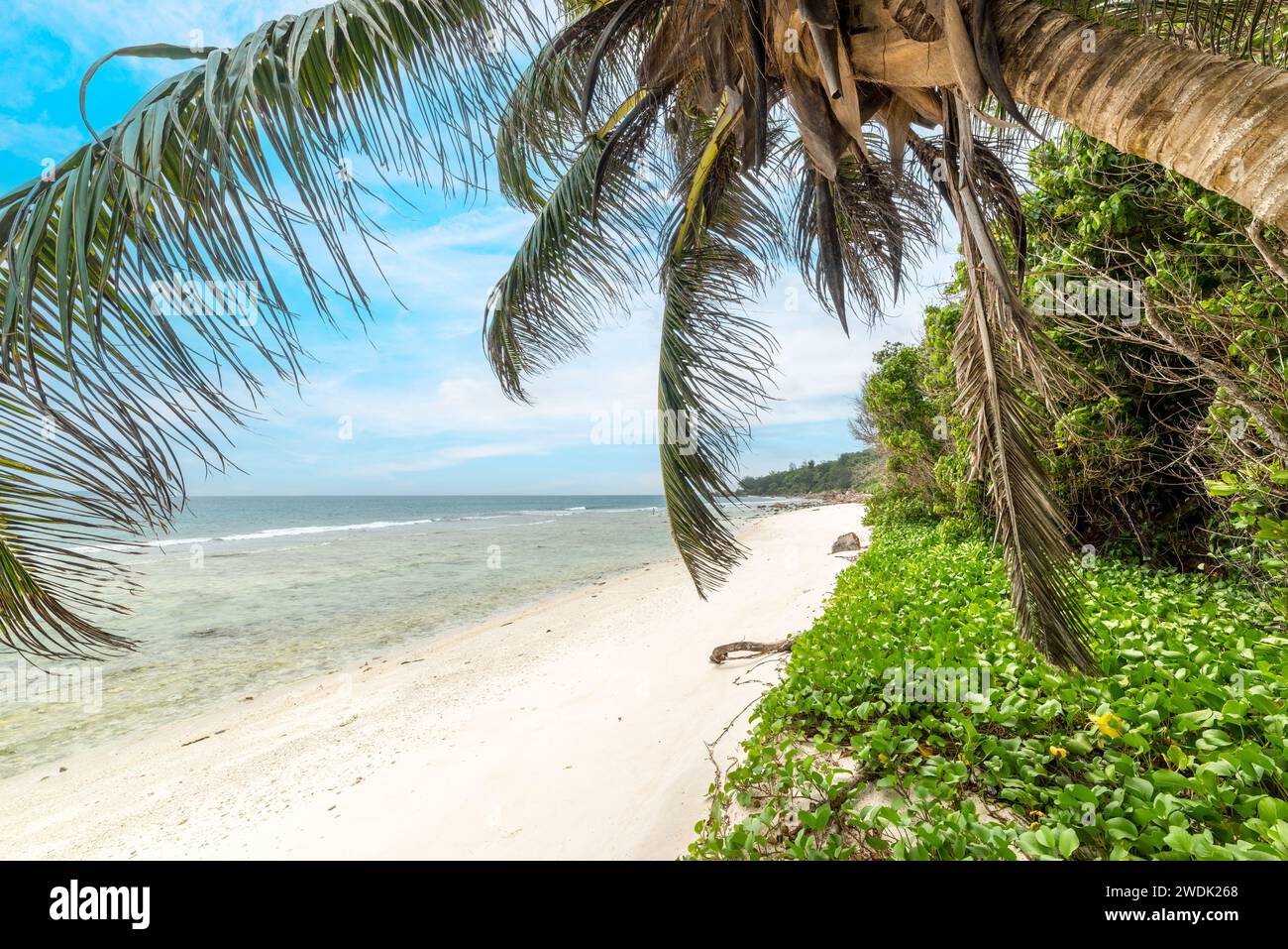 Palmier au bord de la mer sur la plage d'Anse fourmis. Île de la Digue, Seychelles Banque D'Images