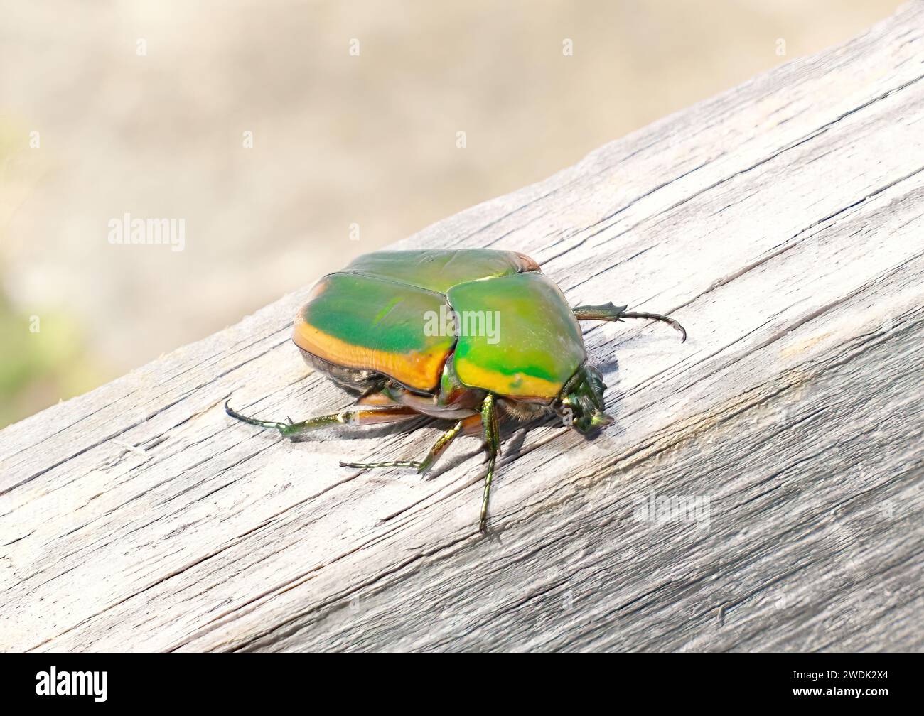 Adulte Green June Beetle - Cotinus nitida - sur panneau de clôture en bois. Insectes indigènes présents de la Floride au midwest, grands et attrayants et harml Banque D'Images