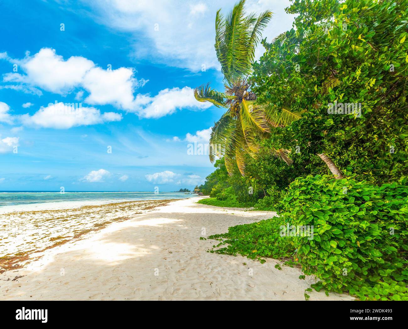 Sable blanc et palmiers dans la célèbre Anse Source d'argent. Île de la Digue, Seychelles Banque D'Images