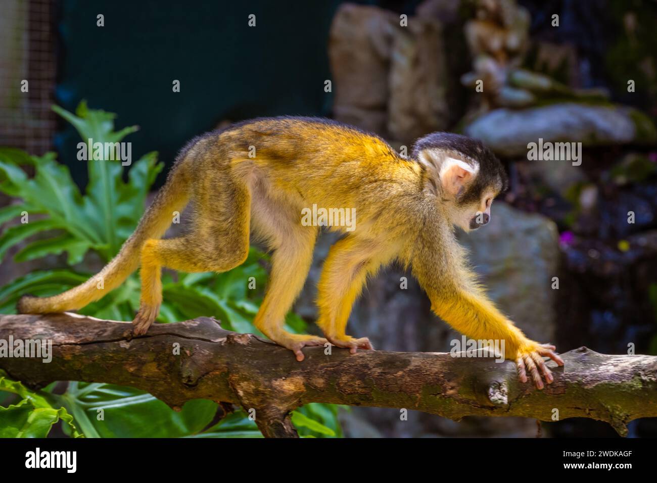 Singe écureuil dans le sanctuaire Banque D'Images