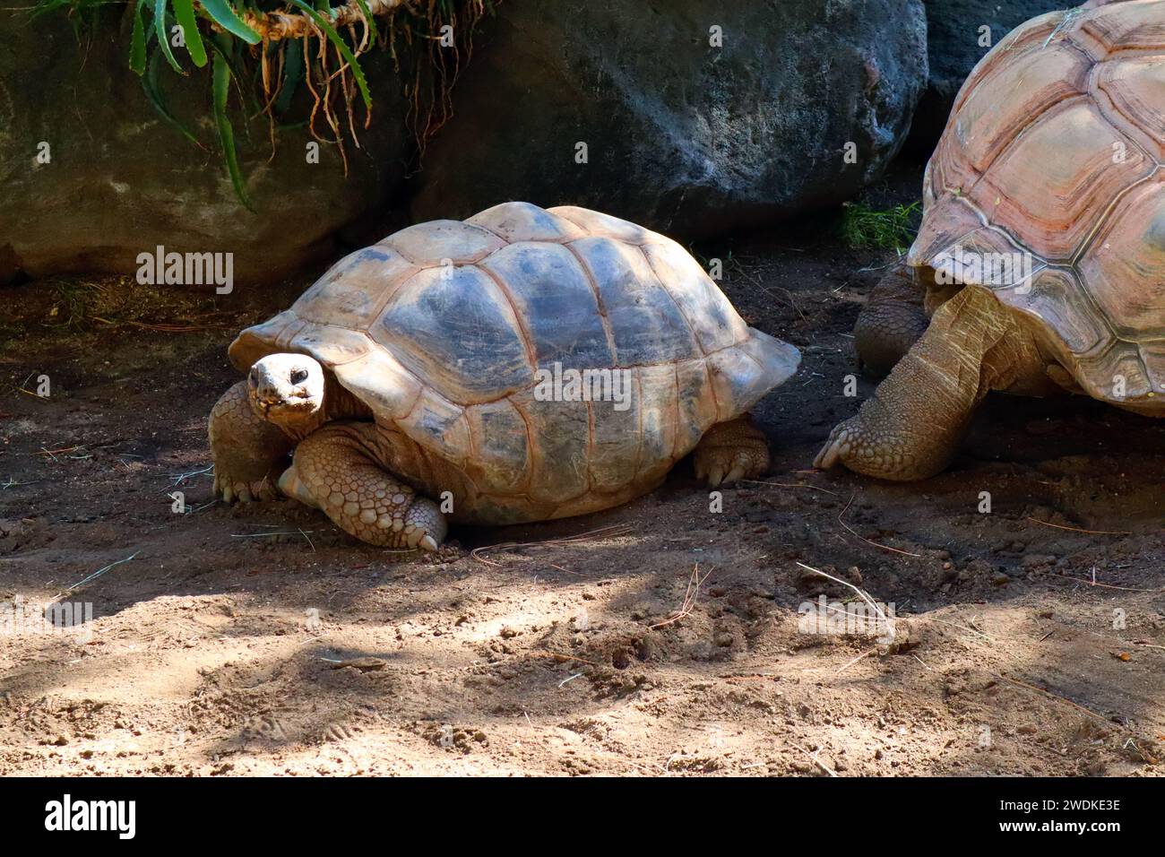 Tortue Aldabra (Geochelone gigantea), est une espèce de tortue de la famille des Testudinidae des îles de l'atoll d'Aldabra aux Seychelles Banque D'Images
