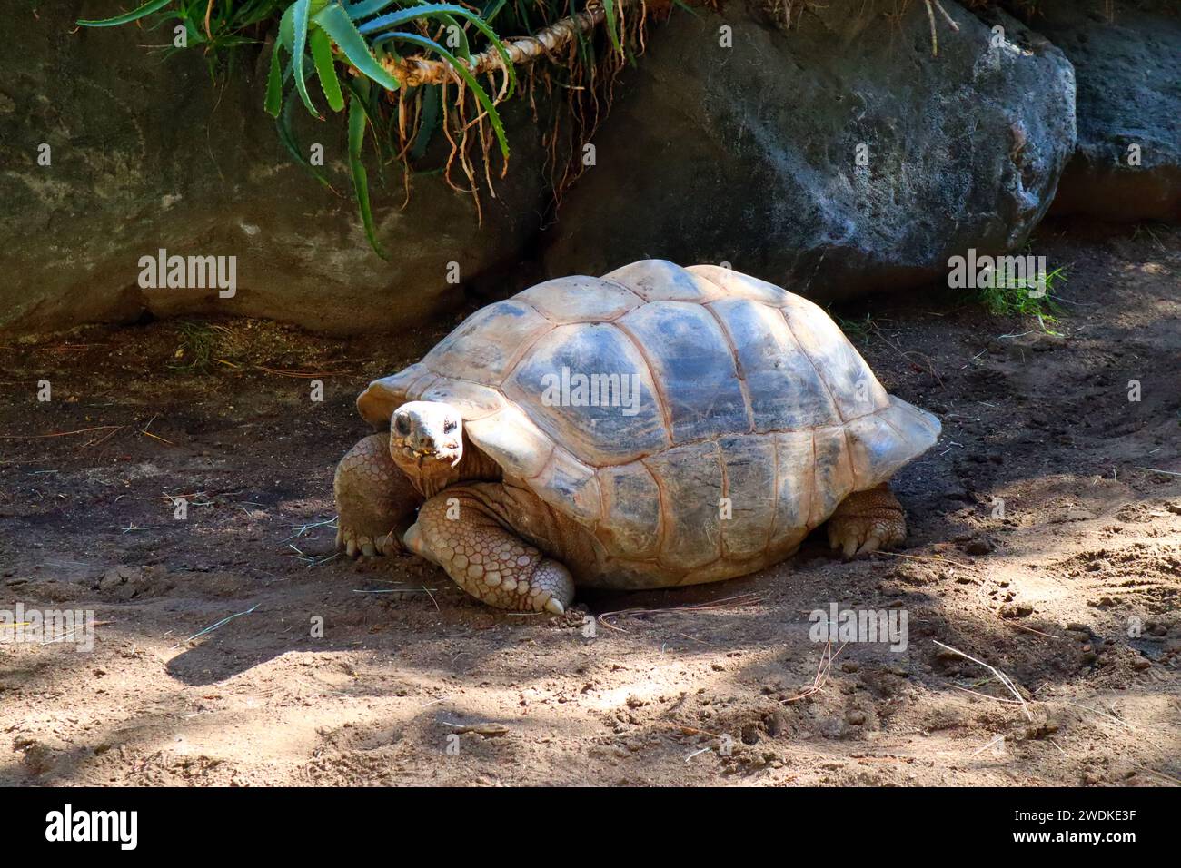 Tortue Aldabra (Geochelone gigantea), est une espèce de tortue de la famille des Testudinidae des îles de l'atoll d'Aldabra aux Seychelles Banque D'Images