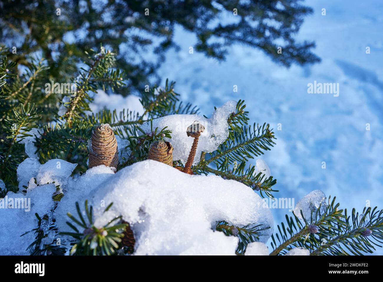 La glace se trouve sur les pommes de pin coréennes en janvier, le matin, après une chute soudaine de neige. Nidderdale. Yorkshire du Nord. Banque D'Images