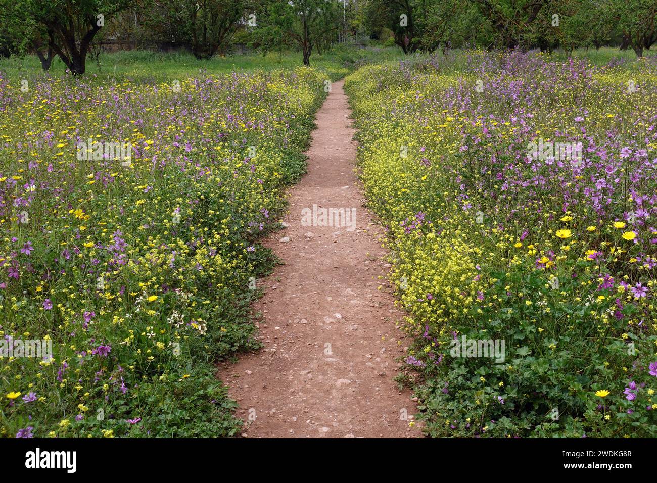 Sentier dans le parc à travers les fleurs de printemps en fleurs. Banque D'Images