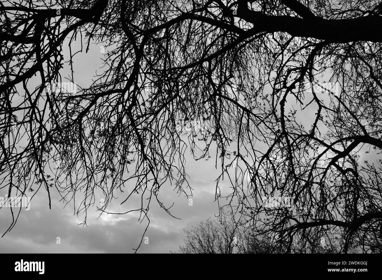 Silhouette de branches d'arbre sous le ciel d'hiver moody. Noir et blanc. Banque D'Images