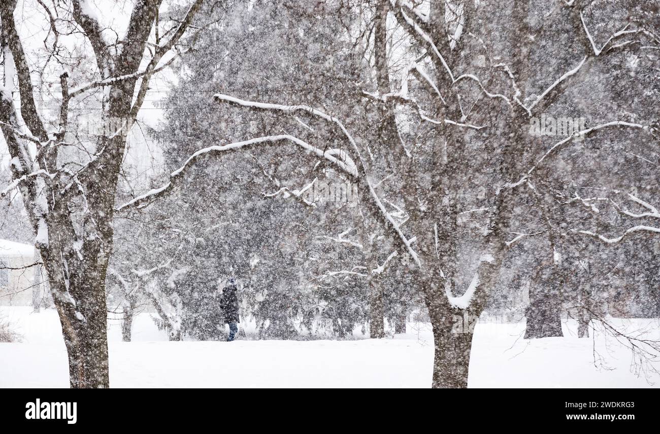 De fortes rafales de neige de l'effet de lac tombent sur Springbank Park à Londres, Canada. Environnement Canada a prédit que 25 à 35 cm de neige tomberaient. Banque D'Images