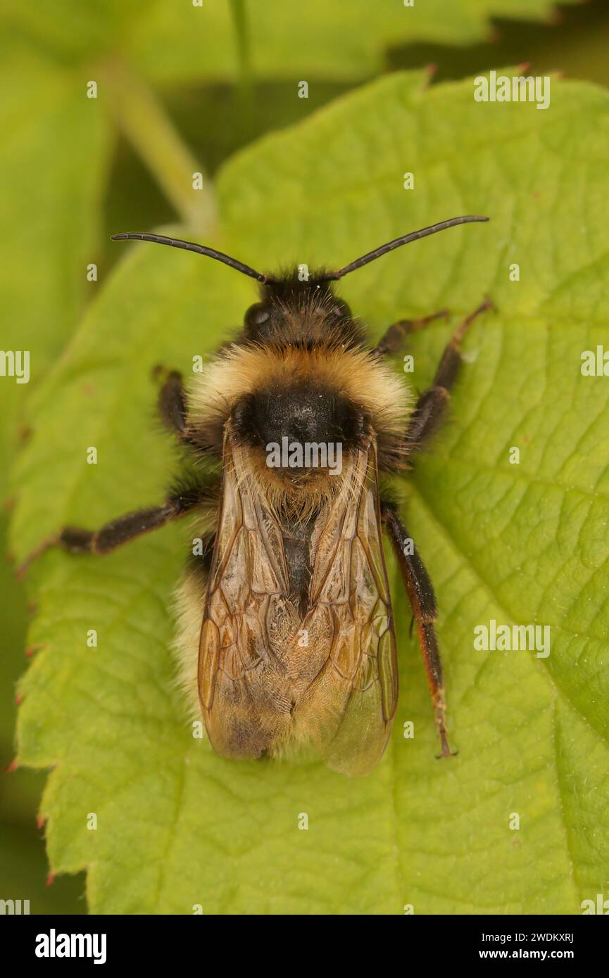 Gros plan vertical naturel sur un mâle cuckoo Bumnble-abeille Bombus campestris, assis sur une feuille verte Banque D'Images