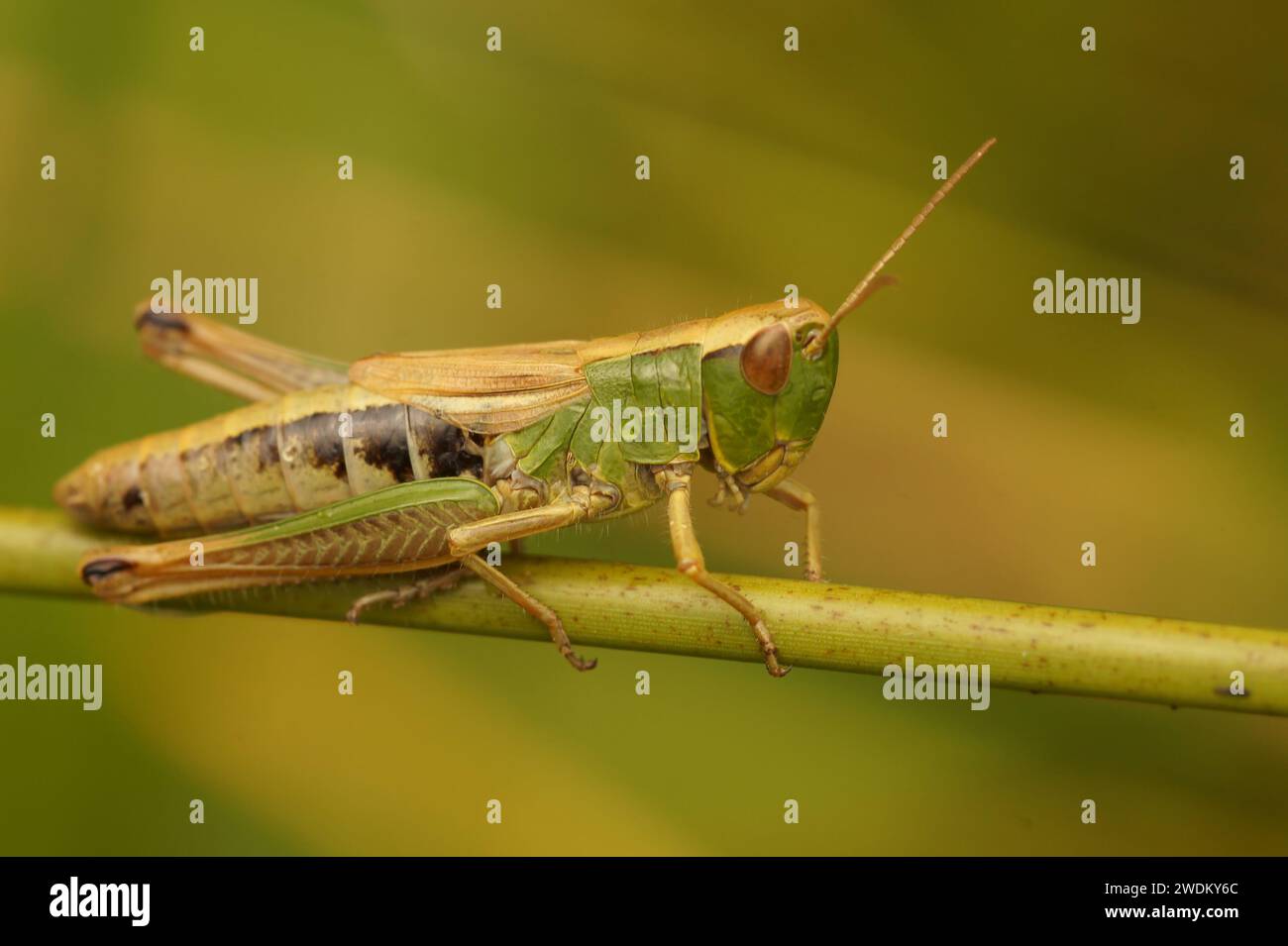Gros plan naturel sur une sauterelle de prairie commune européenne, Chorthippus parallelus assis sur une paille d'herbe Banque D'Images