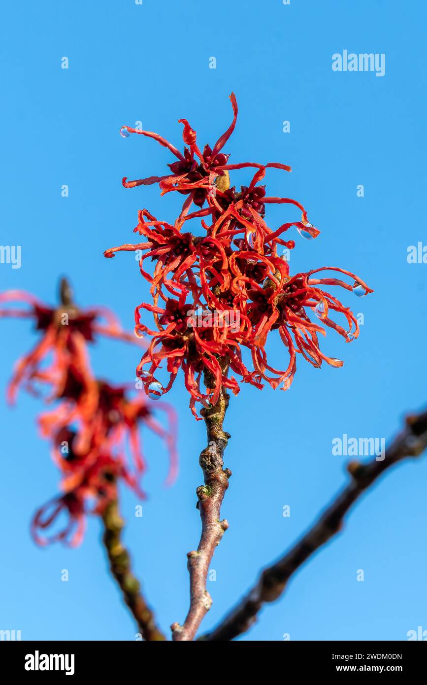 Hamamelis x Intermedia 'Jelena' (hazel sorcière) plante arbustive à fleurs printanières d'hiver qui a une fleur rouge et des feuilles très parfumées au printemps Banque D'Images