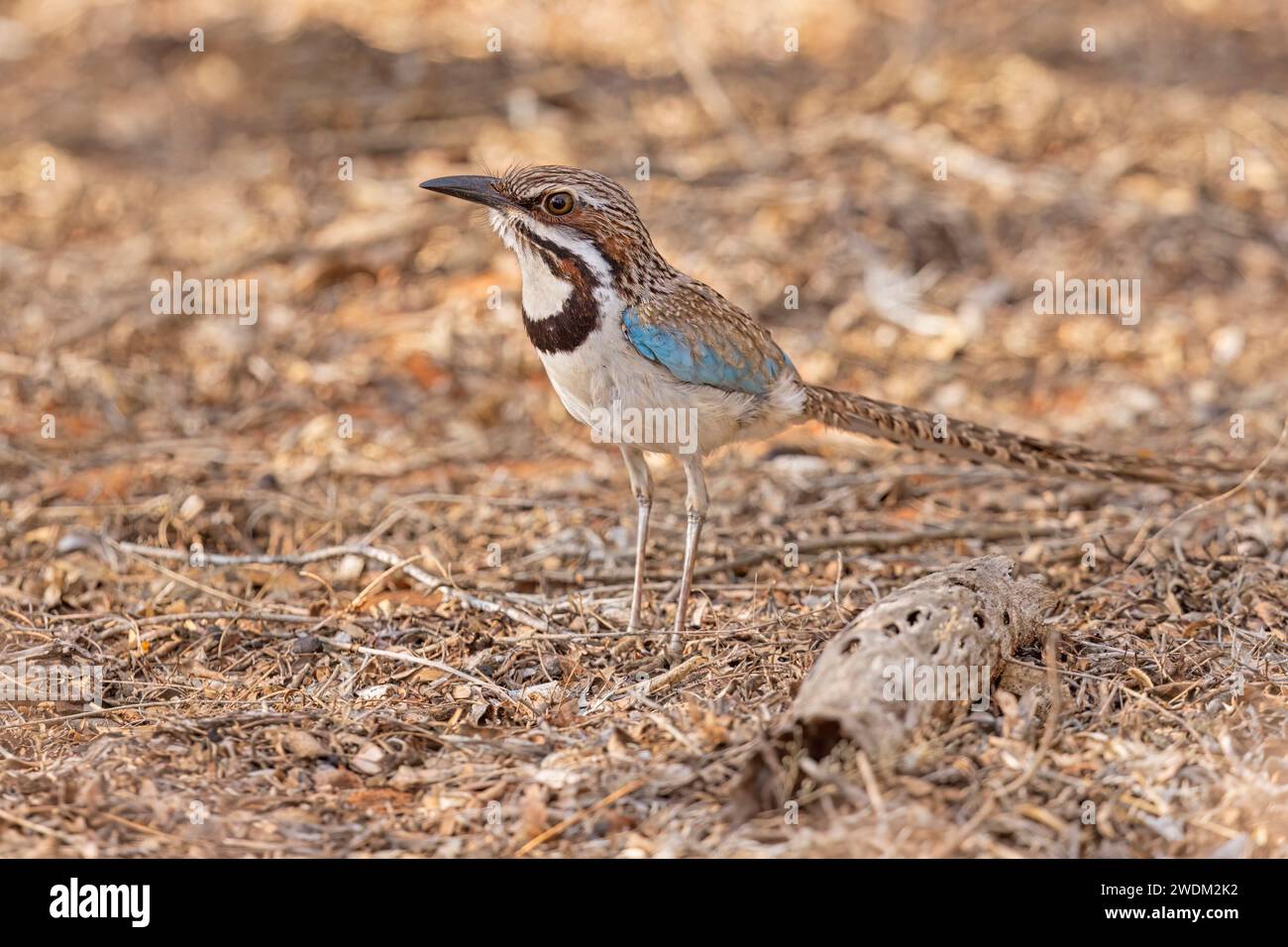 Roller à longue queue, forêt épineuse d'Ifaty, Madagascar, novembre 2023 Banque D'Images
