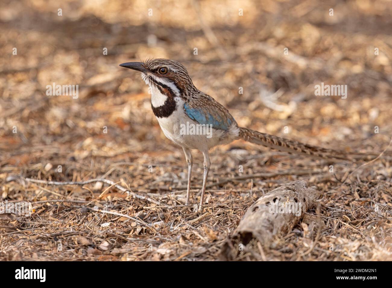 Roller à longue queue, forêt épineuse d'Ifaty, Madagascar, novembre 2023 Banque D'Images