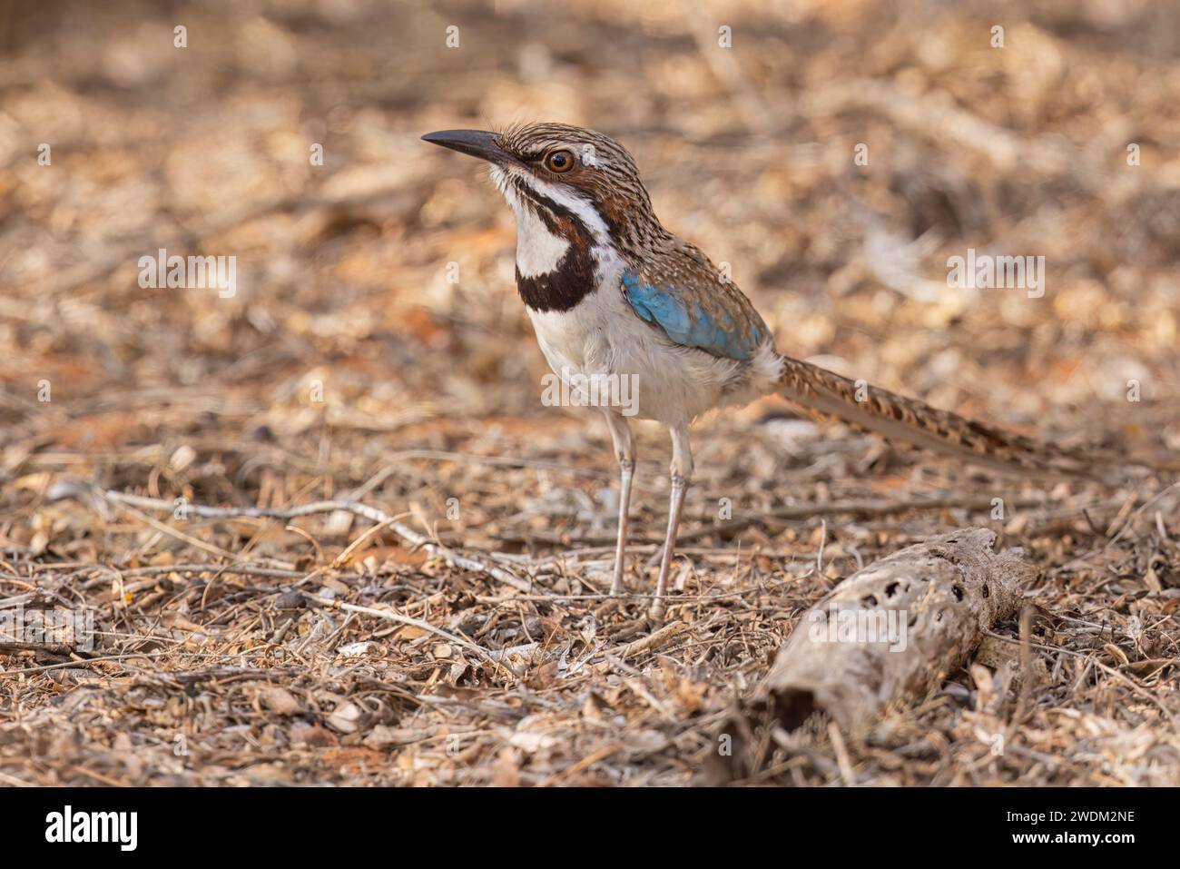 Roller à longue queue, forêt épineuse d'Ifaty, Madagascar, novembre 2023 Banque D'Images