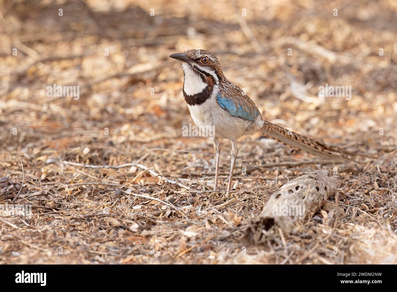 Roller à longue queue, forêt épineuse d'Ifaty, Madagascar, novembre 2023 Banque D'Images