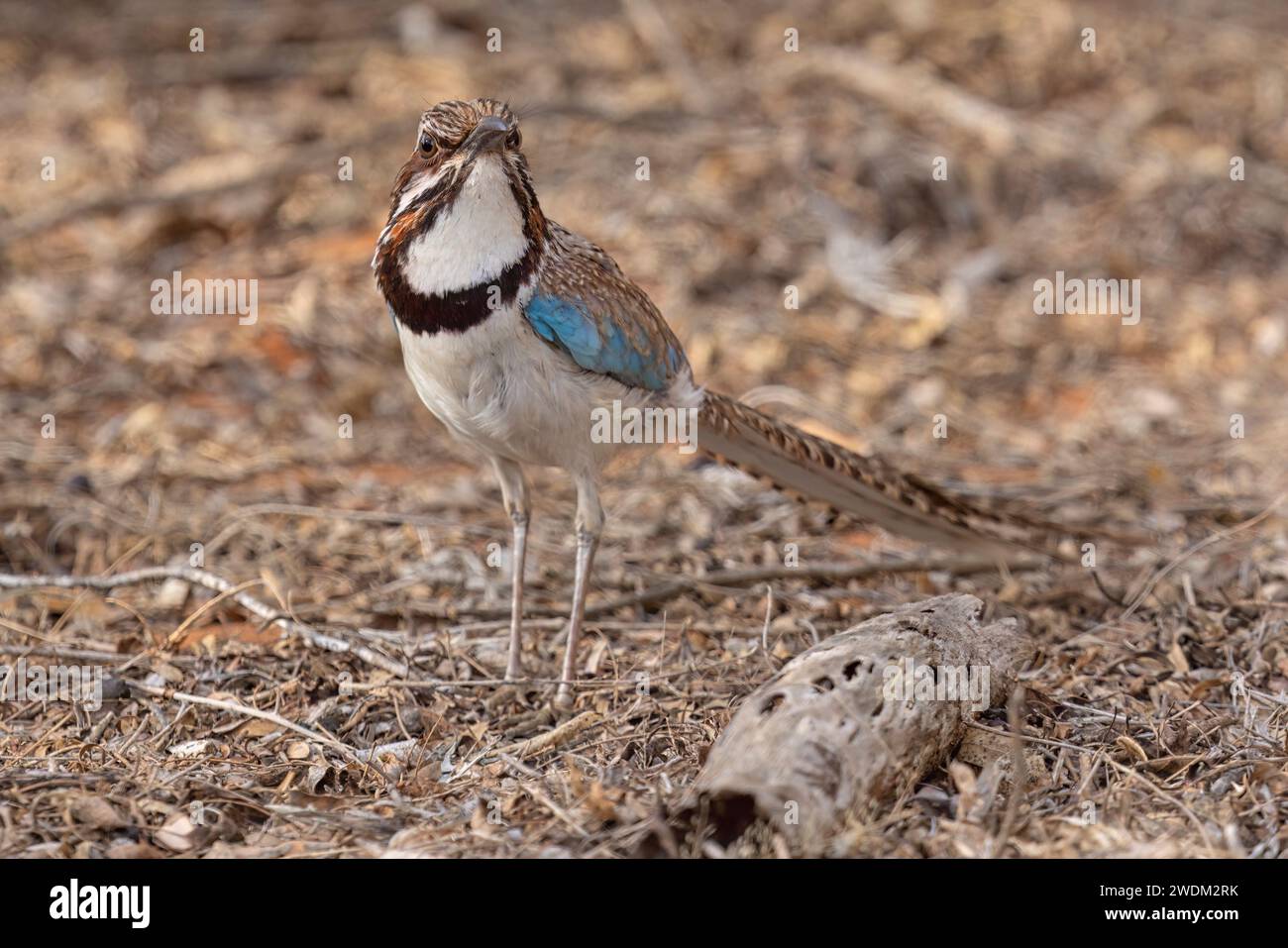Roller à longue queue, forêt épineuse d'Ifaty, Madagascar, novembre 2023 Banque D'Images