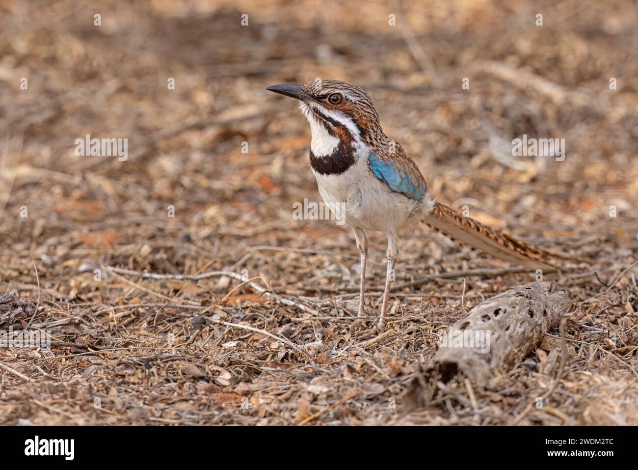 Roller à longue queue, forêt épineuse d'Ifaty, Madagascar, novembre 2023 Banque D'Images