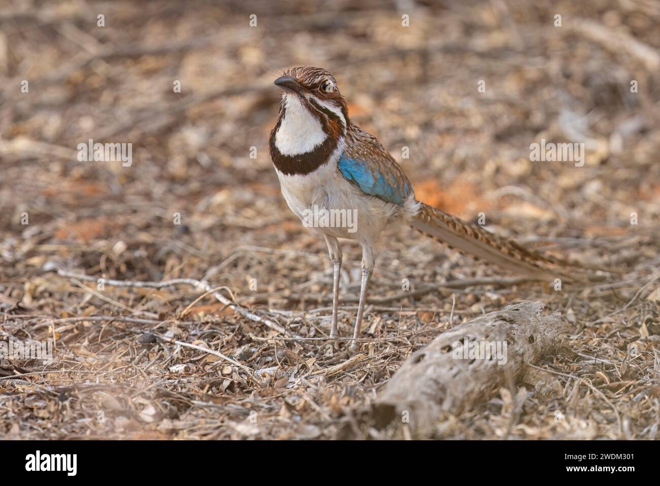 Roller à longue queue, forêt épineuse d'Ifaty, Madagascar, novembre 2023 Banque D'Images