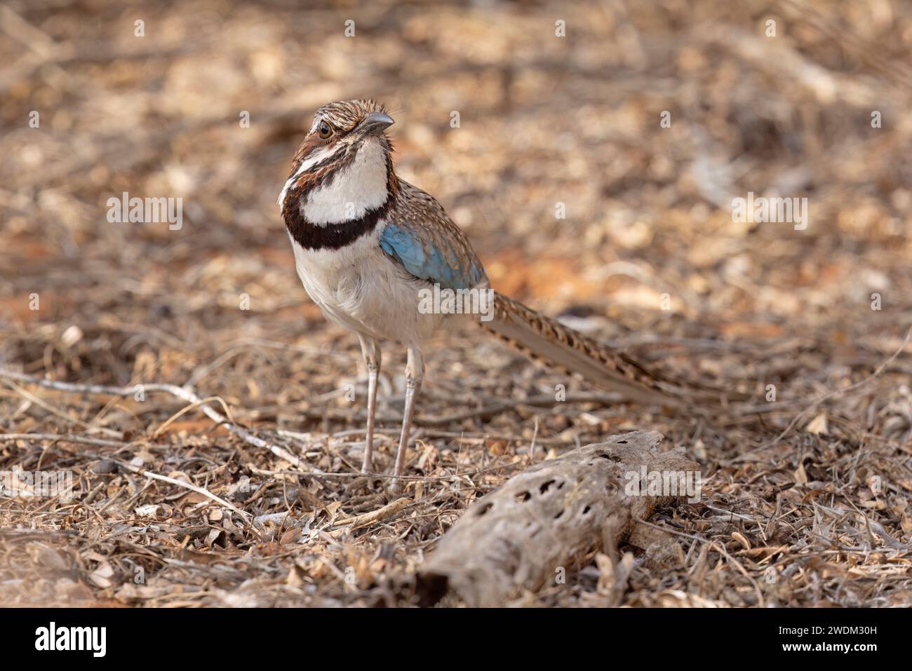 Roller à longue queue, forêt épineuse d'Ifaty, Madagascar, novembre 2023 Banque D'Images