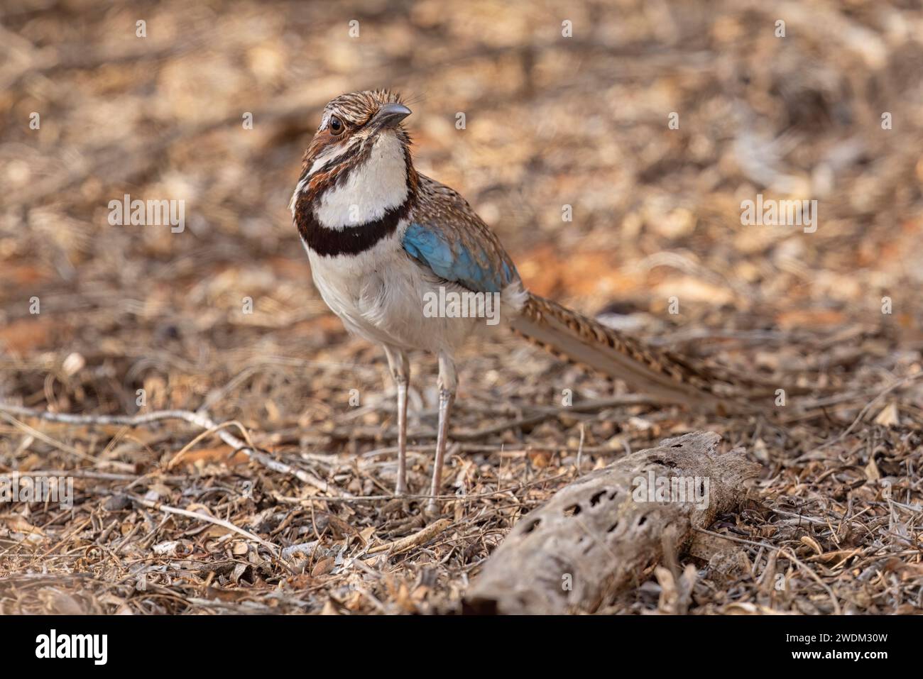 Roller à longue queue, forêt épineuse d'Ifaty, Madagascar, novembre 2023 Banque D'Images