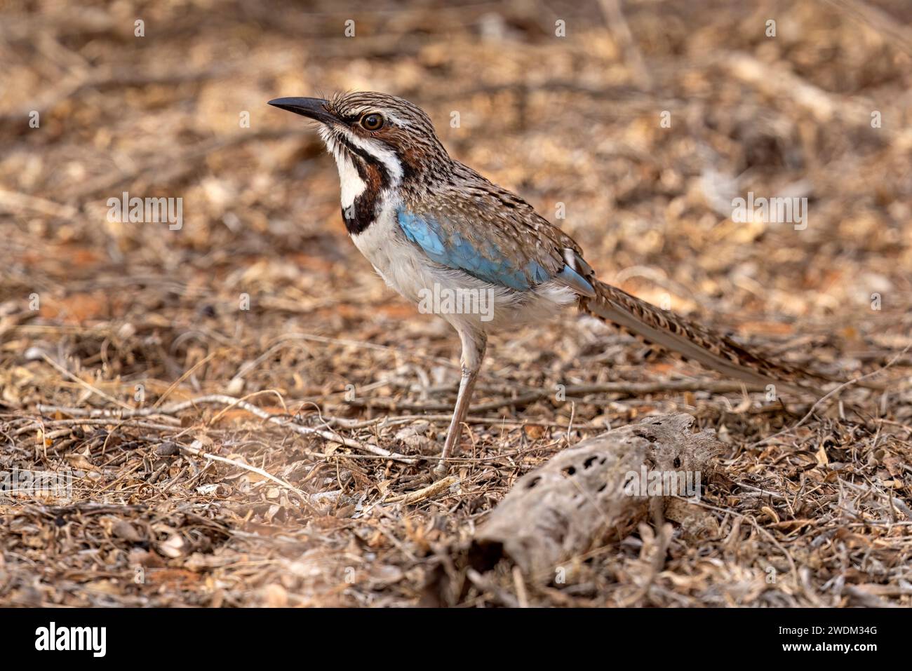 Roller à longue queue, forêt épineuse d'Ifaty, Madagascar, novembre 2023 Banque D'Images