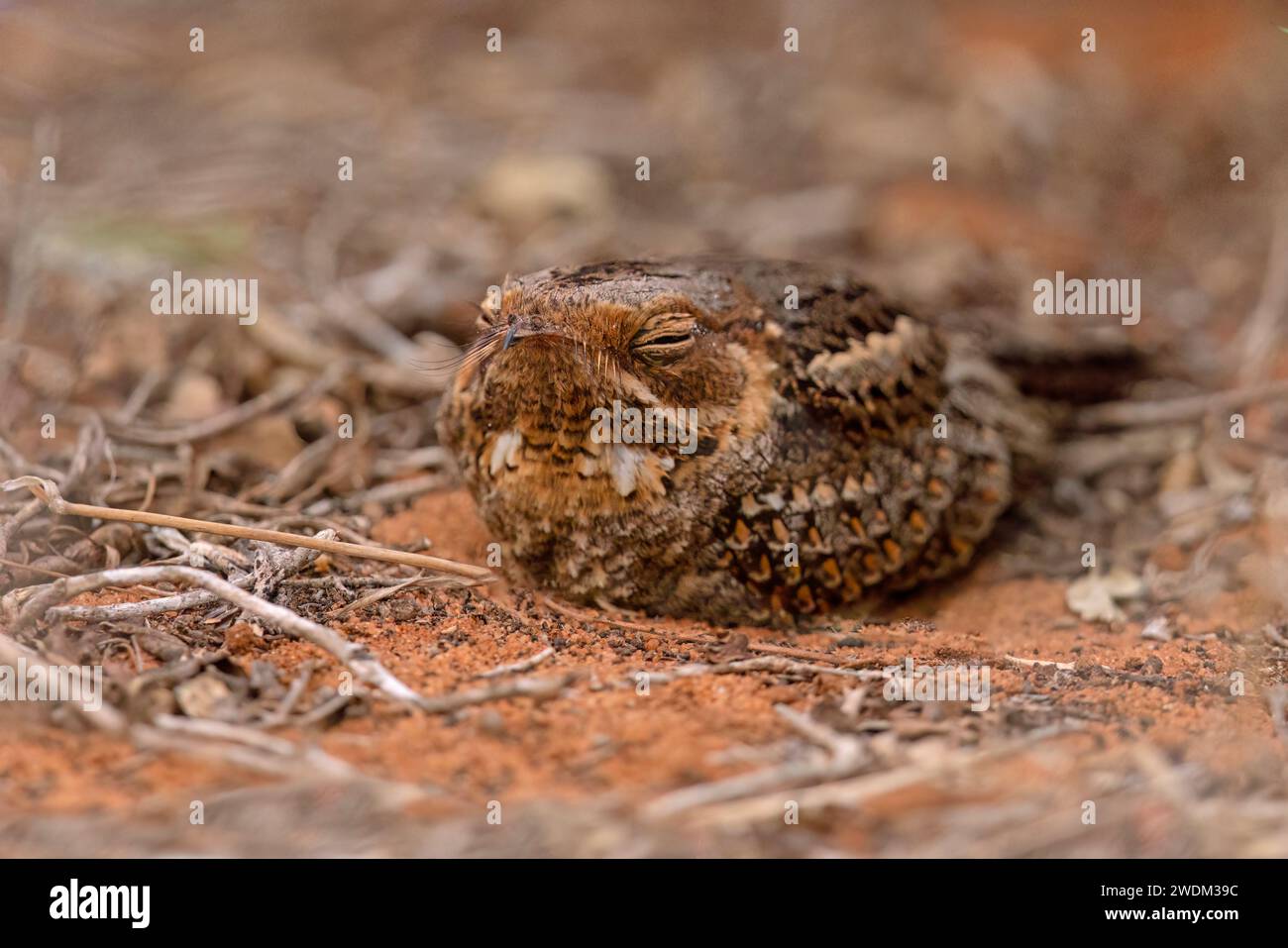 Madagascar Nightjar, forêt épineuse Ifaty, Madagascar, novembre 2023 Banque D'Images