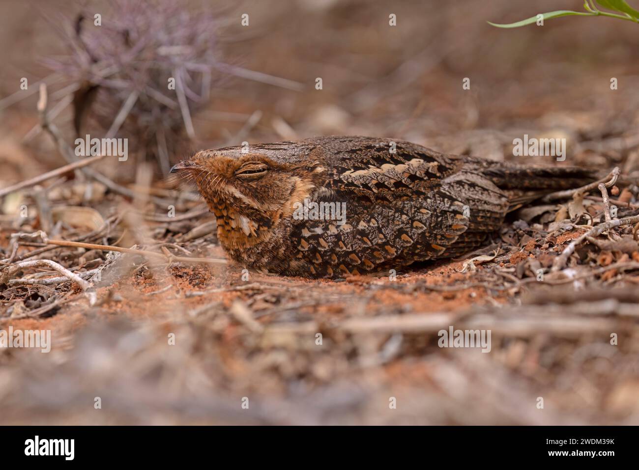 Madagascar Nightjar, forêt épineuse Ifaty, Madagascar, novembre 2023 Banque D'Images