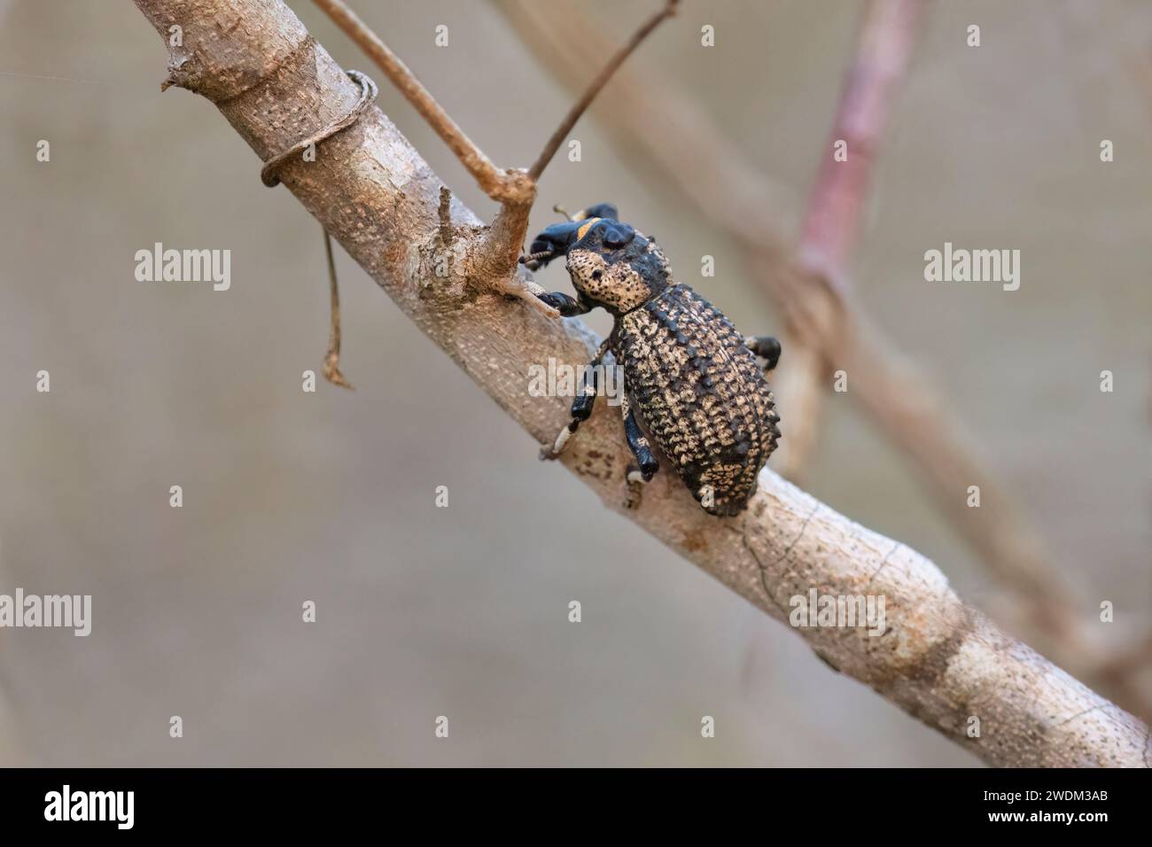 Rhytidophloeus rothschildi, forêt épineuse d'Ifaty, Madagascar, novembre 2023 Banque D'Images