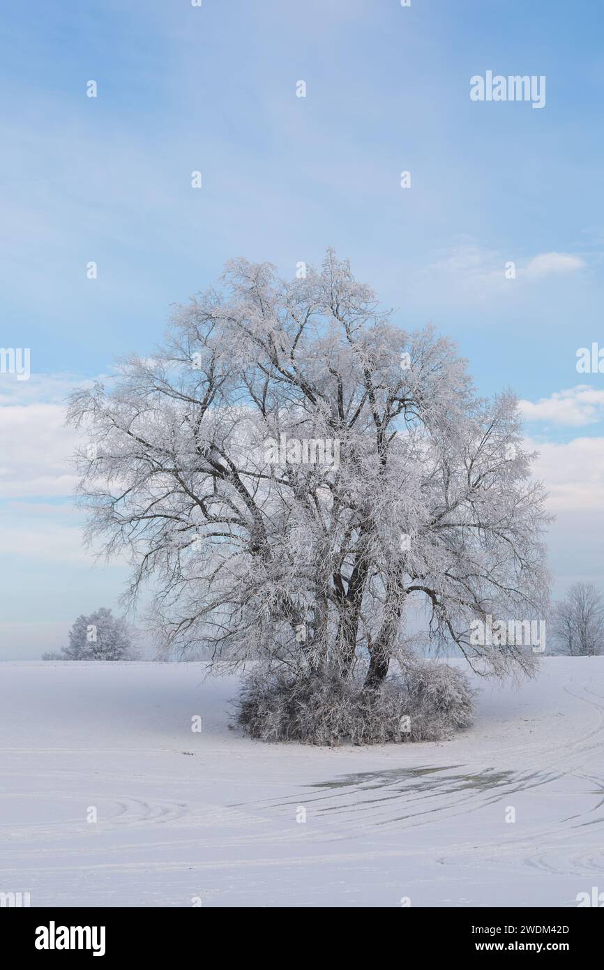 Alter Baum, bedeckt mit Schnee und EIS im Januar 2024 BEI Grüningen in Hessen, Deutschland, Wintertag Banque D'Images