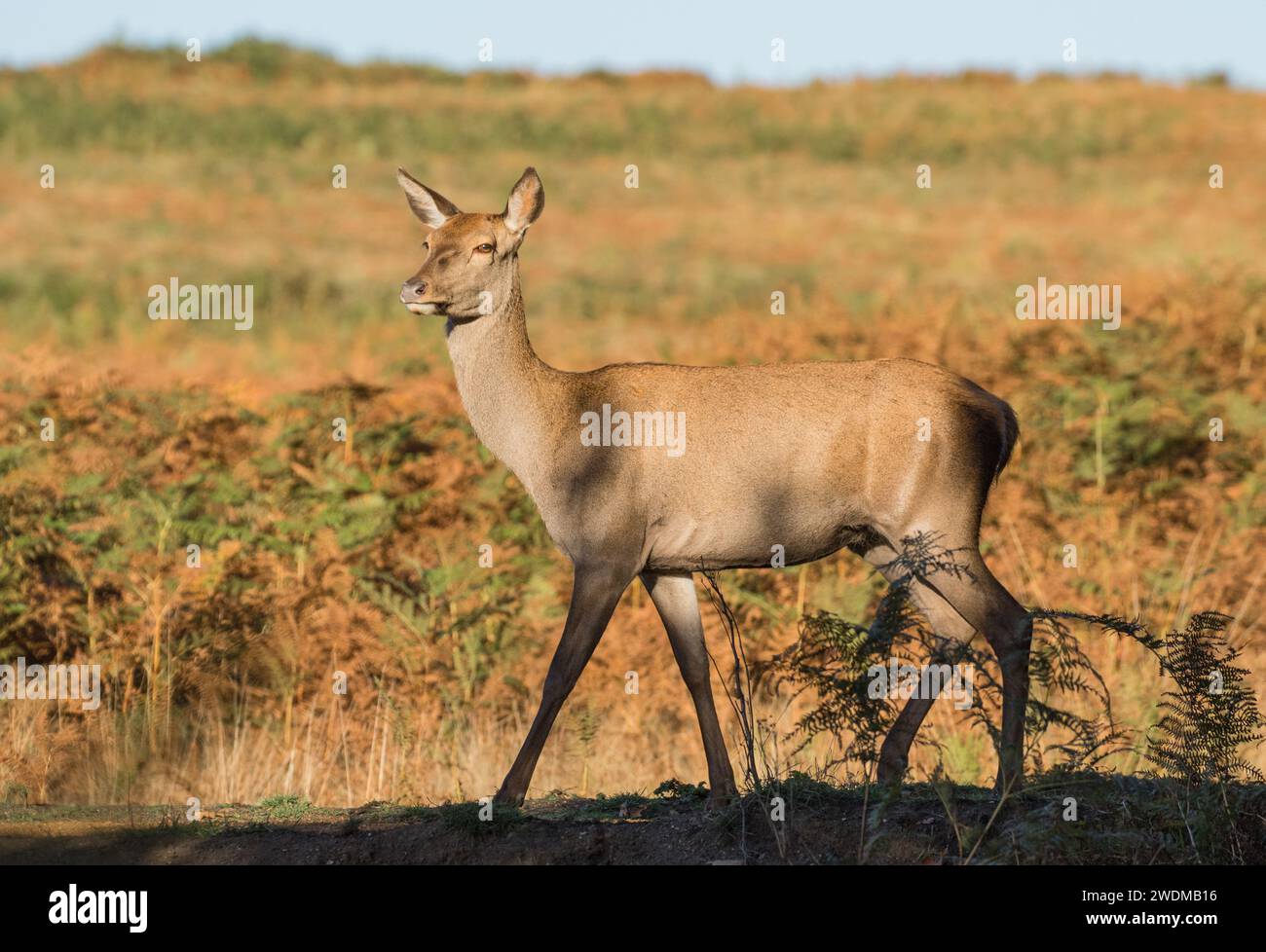 Un chevreuil roux ( Cervus elaphus) se tenant parmi les brackens . Un gros animal fort debout dans son habitat naturel. Royaume-Uni Banque D'Images
