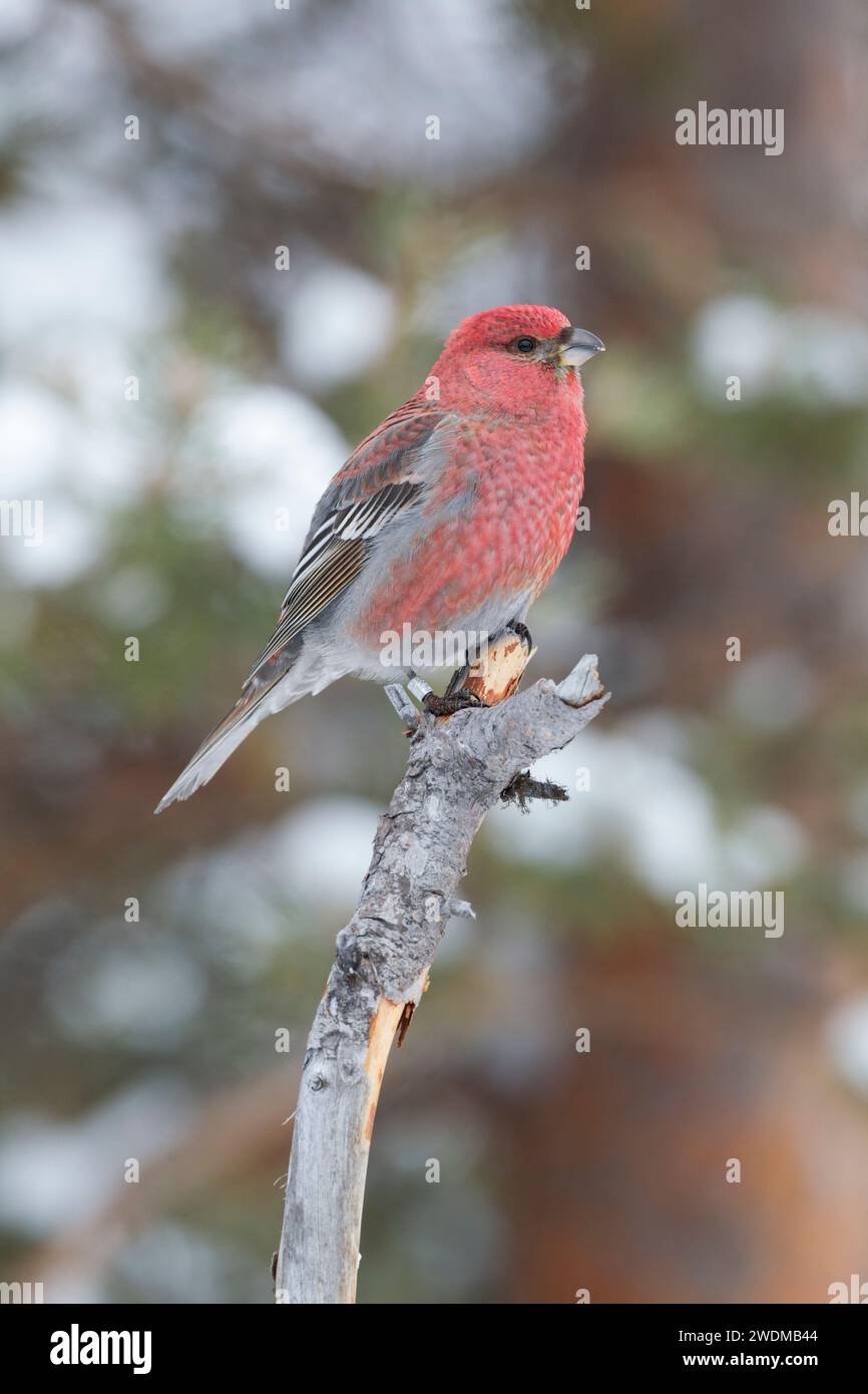 Gros bec de pin mâle (Pinicola enucléator) perché sur une petite branche brisée parmi les pins, montrant des détails de plumage dans une lumière douce. Forêt boréale i Banque D'Images