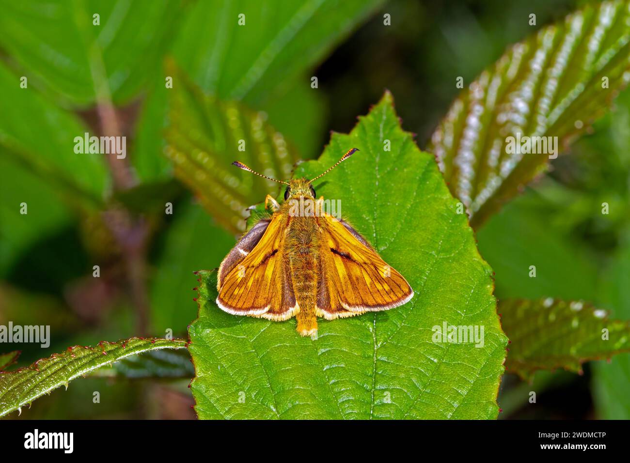 Grand Skipper Butterfly perché sur la végétation Banque D'Images