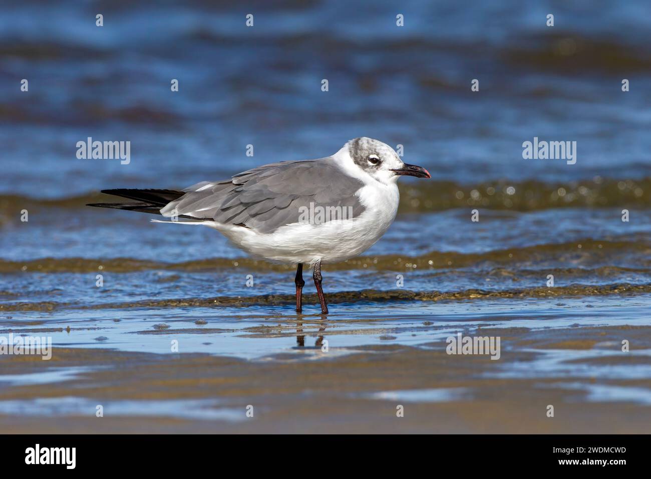 Mouette riante debout sur le bord du surf Banque D'Images