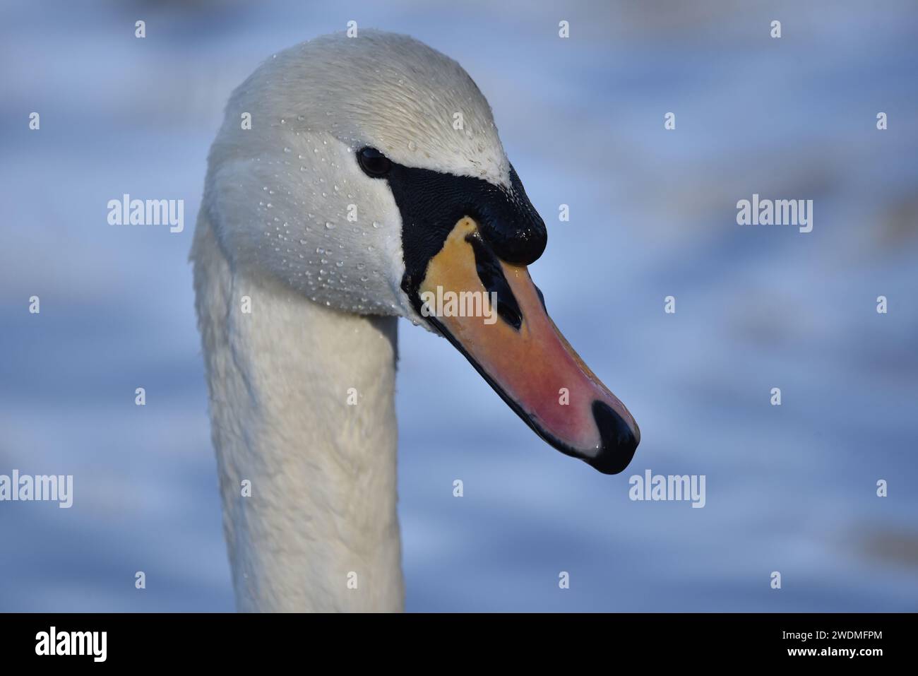 Portrait de tête à profil droit d'un cadre de remplissage de cygne muet (Cygnus olor), sur un fond d'eau bleu doux, avec gouttelettes d'eau visibles, prise au Royaume-Uni Banque D'Images