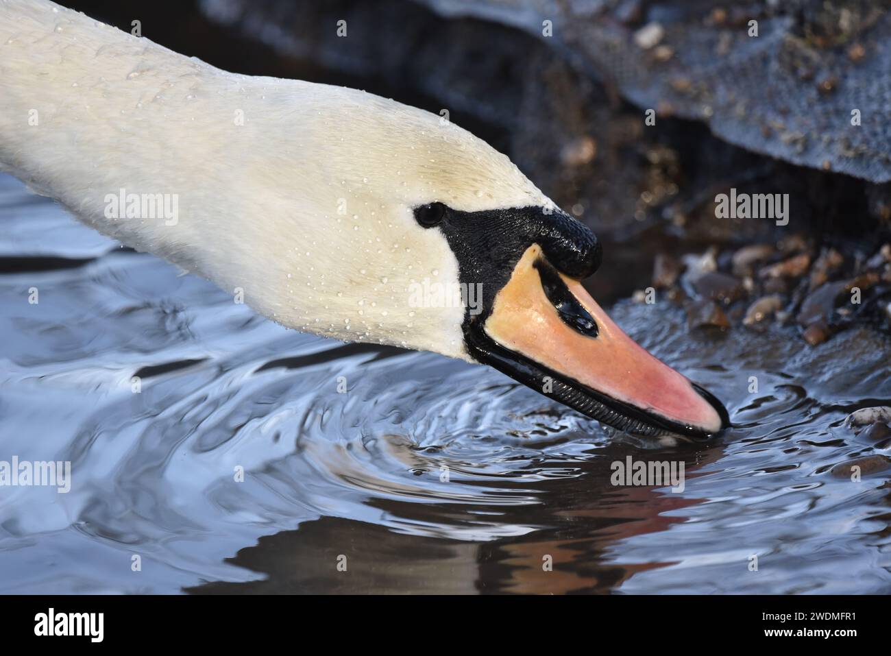Gros plan image d'un cygne muet (Cygnus olor) tête et cou venant de la gauche de l'image, se nourrissant en eau peu profonde, bec légèrement séparé, prise au Royaume-Uni Banque D'Images