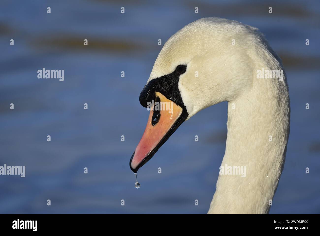 Gros plan profil gauche Portrait d'un cygne muet (Cygnus olor) avec gouttelettes d'eau hors bec, sur un fond d'eau bleu, pris dans le soleil d'hiver, Royaume-Uni Banque D'Images