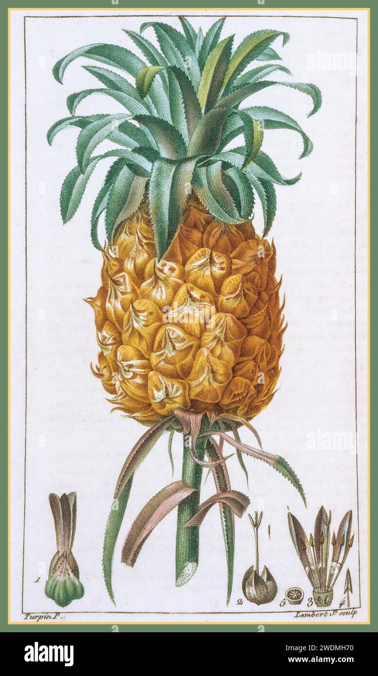 Ananas (ananas) millésime années 1880 aquarelle comestible de fruits exotiques de luxe illustration d'un ananas gravures (estampes) F.P. Chaumeton, [Chamberet et Poiret] et par P.J.F. Turpin. Banque D'Images