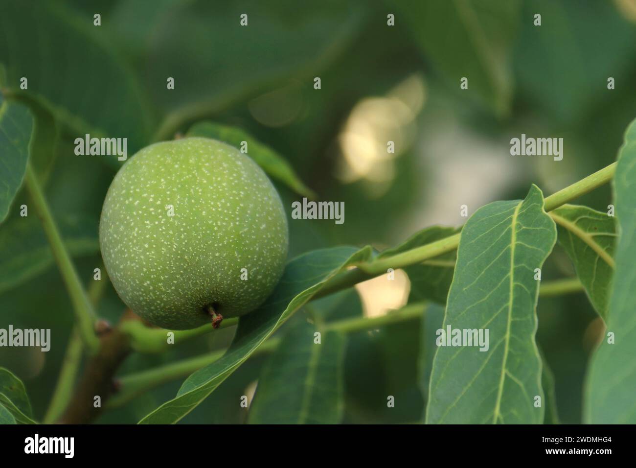 Une noix verte non mûre sur un arbre. Banque D'Images