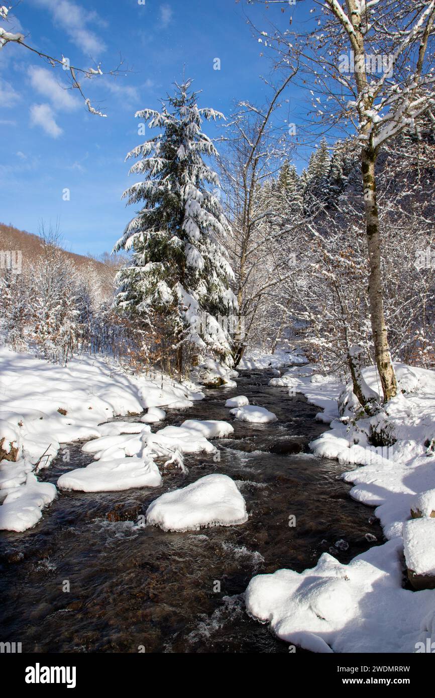 Arbres enneigés au bord de la rivière en hiver Banque D'Images