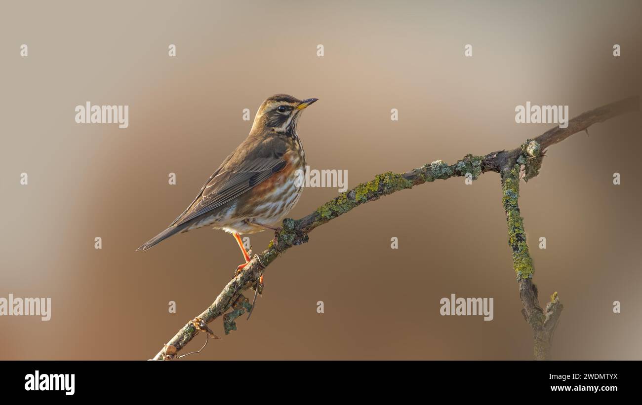 Redwing se prélasse au soleil Banque D'Images