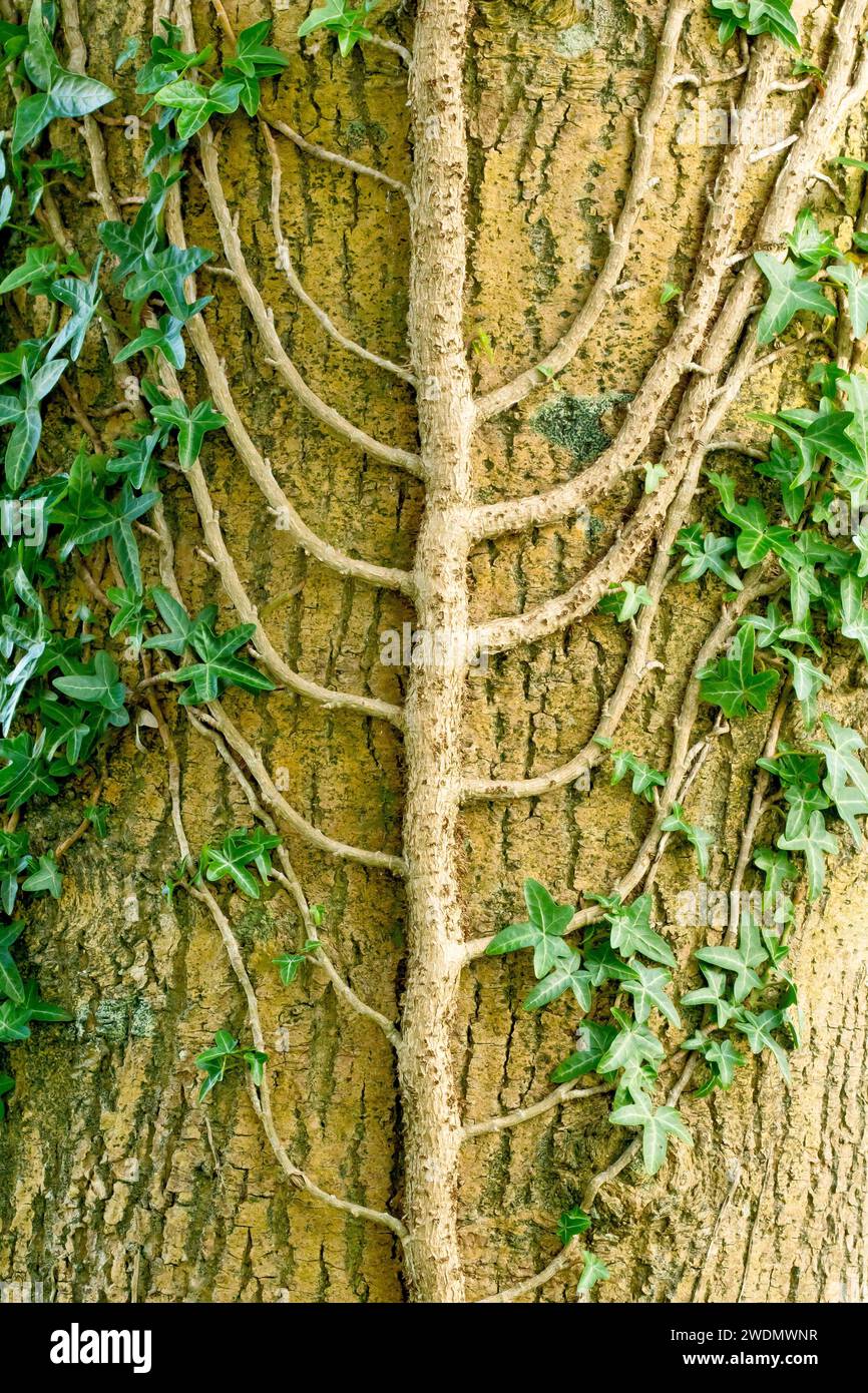 Lierre (hedera Helix), gros plan montrant la tige ramifiée de la plante grimpante commune alors qu'elle pousse le long du grand tronc d'un arbre. Banque D'Images