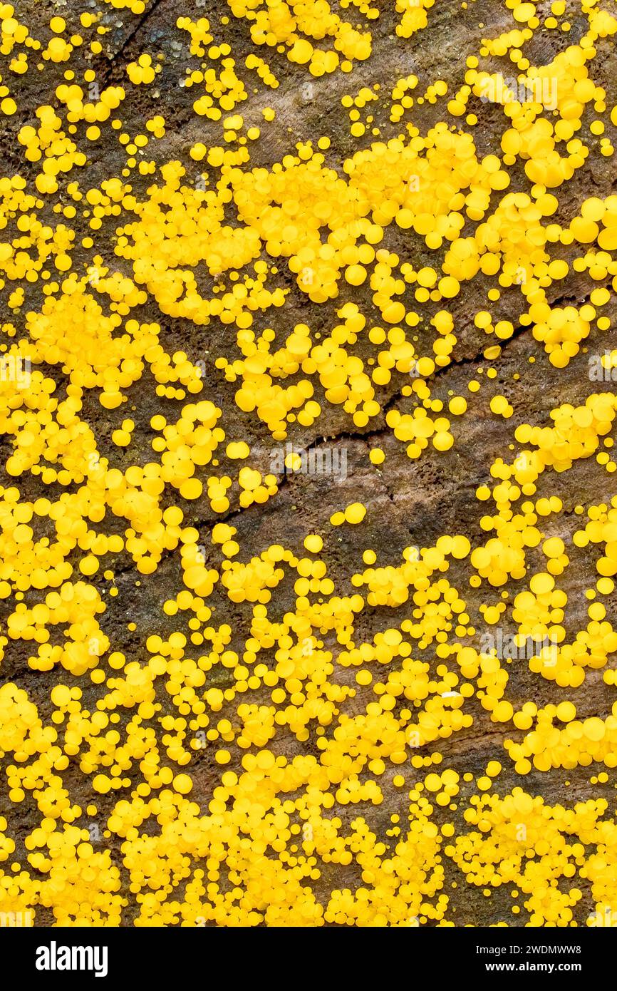 Lemon Disco (bisporella citrina), gros plan d'une masse de minuscules fructifications jaunes du champignon poussant sur l'extrémité sciée d'un tronc d'arbre. Banque D'Images