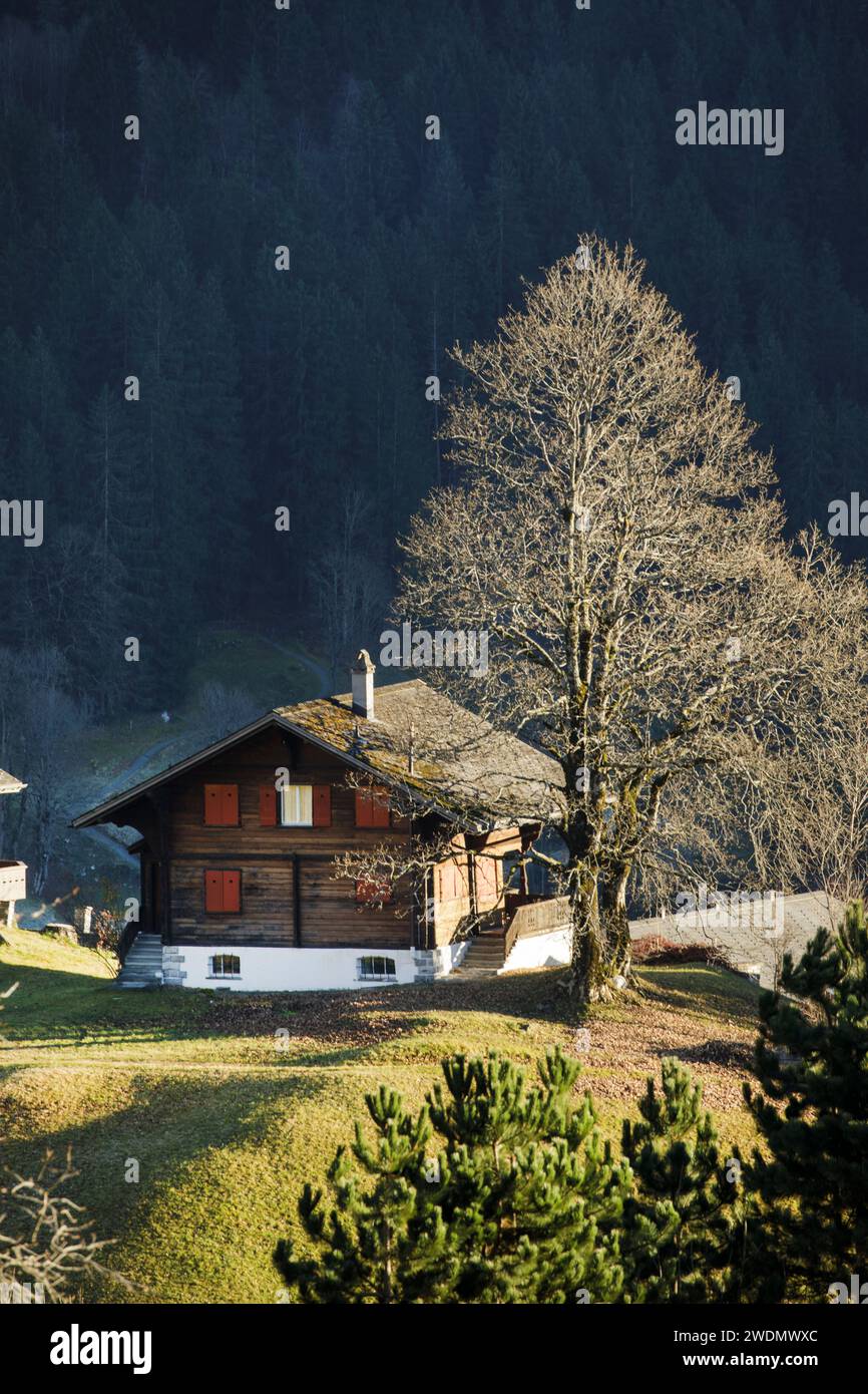 Arbres d'automne et chalets alpins ensoleillés avec le shae de l'Eiger face Nord derrière, à Grindelwald Suisse Banque D'Images