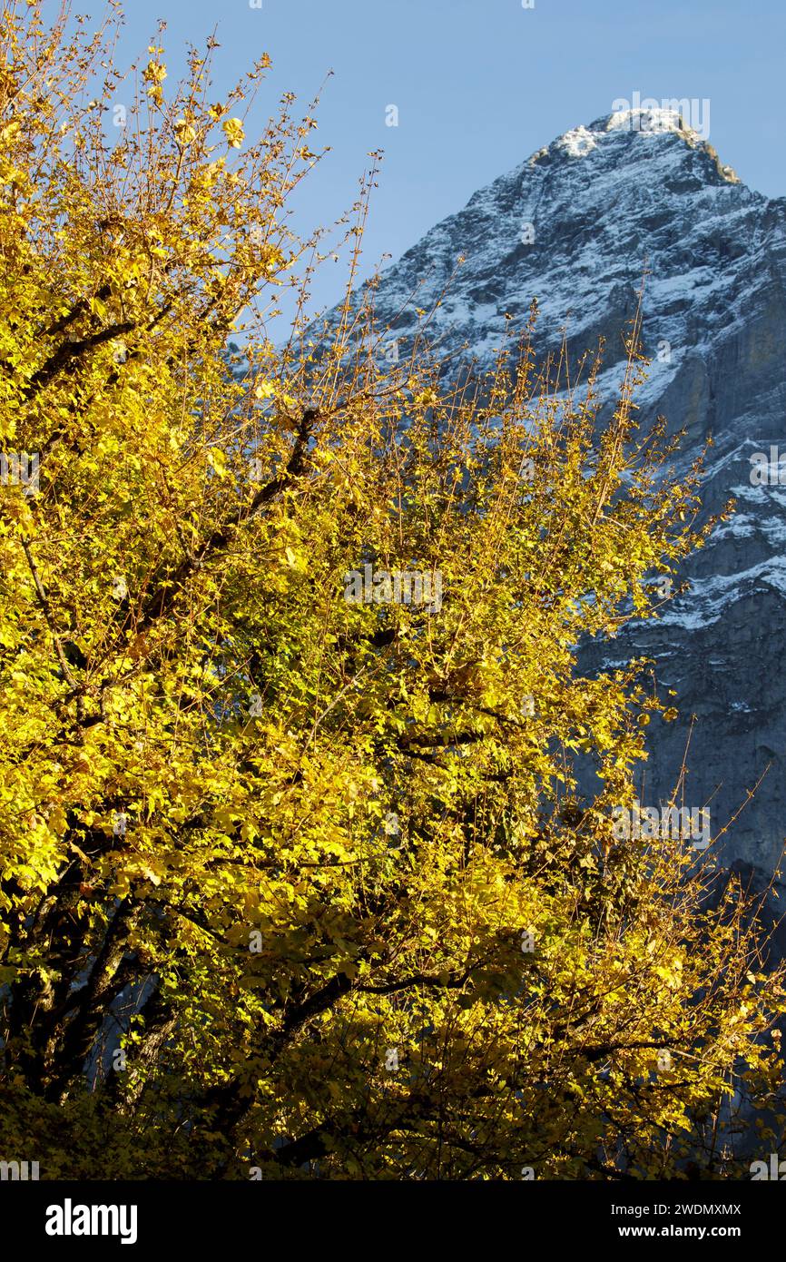 Arbres d'automne et chalets alpins ensoleillés avec le shae de l'Eiger face Nord derrière, à Grindelwald Suisse Banque D'Images